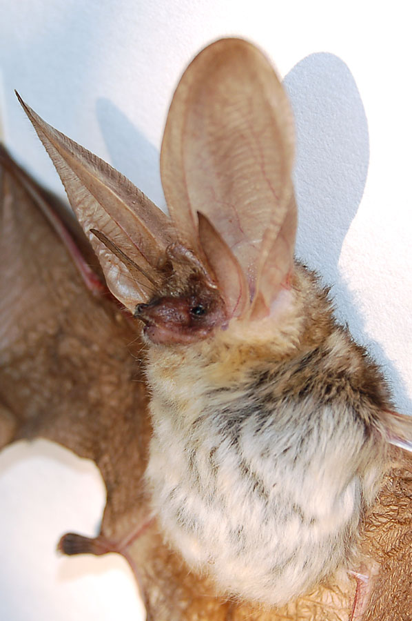 Orecchione morto. Plecotus sp.